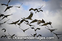 Brolga Photo - Gary Bell