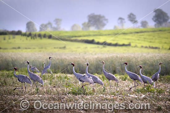 Brolga photo Brolga photo