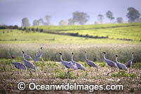 Brolga Photo - Gary Bell