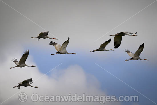 Brolga photo Brolga photo