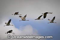 Brolga Photo - Gary Bell