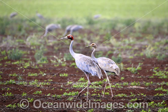 Brolga photo Brolga photo