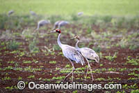 Brolga Photo - Gary Bell