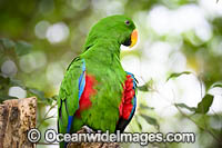 Eclectus Parrot Photo - Gary Bell
