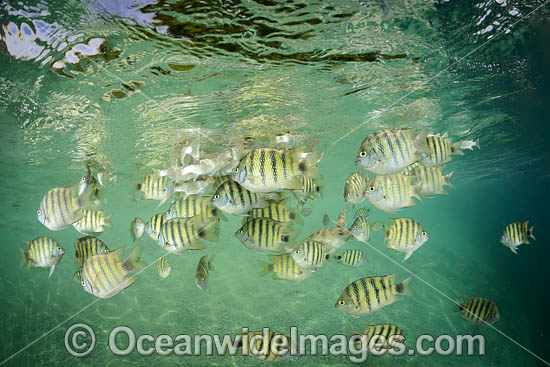 Black-tail Sergeant photo Black-tail Sergeant photo