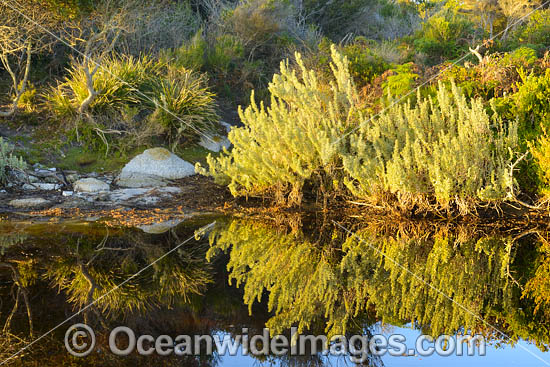 Mount William Tasmania photo Mount William Tasmania photo