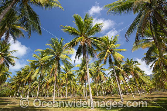 Coconut Palms photo Coconut Palms photo