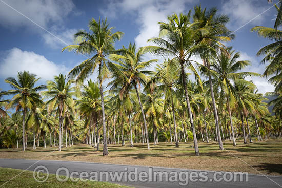 Coconut Palms photo Coconut Palms photo