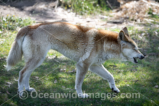 Dingo Canus dingo photo