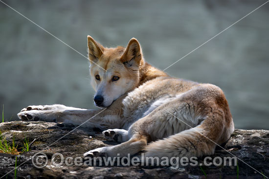 Dingo Canus dingo photo