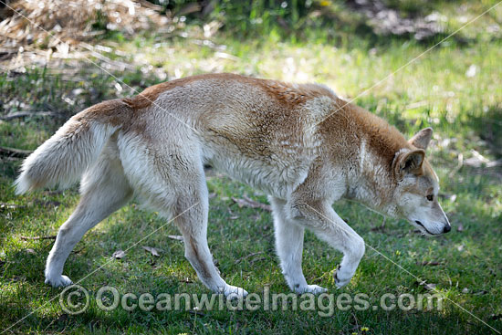 Dingo Canus dingo photo