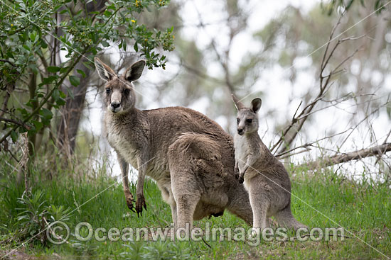 Kangaroos boxing photo