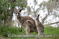 Kangaroos boxing Photo - Gary Bell