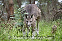 Kangaroos boxing Photo - Gary Bell