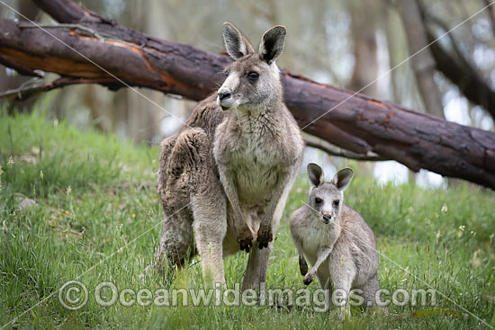 Kangaroos boxing photo