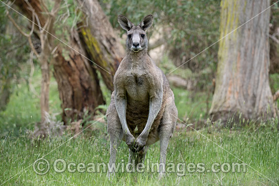 Kangaroos boxing photo