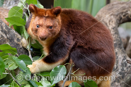 Goodfellows Tree-kangaroo photo Goodfellows Tree-kangaroo photo