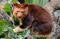 Goodfellows Tree-kangaroo Photo - Gary Bell