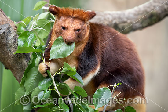 Goodfellows Tree-kangaroo photo Goodfellows Tree-kangaroo photo