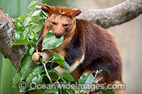 Goodfellows Tree-kangaroo Photo - Gary Bell