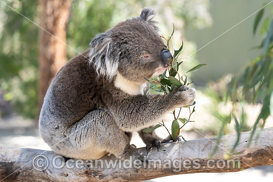 Australian Koala photo Australian Koala photo