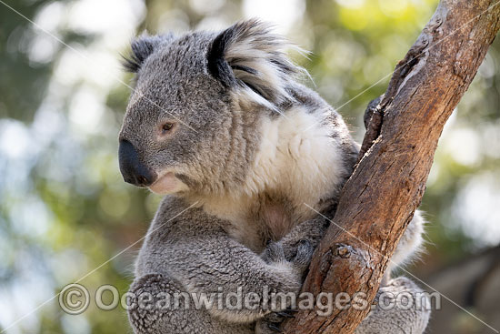 Australian Koala photo Australian Koala photo