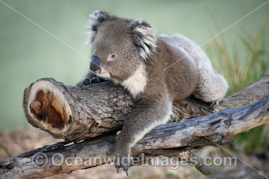 Australian Koala photo Australian Koala photo