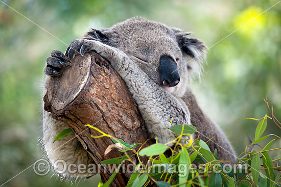 Australian Koala photo Australian Koala photo