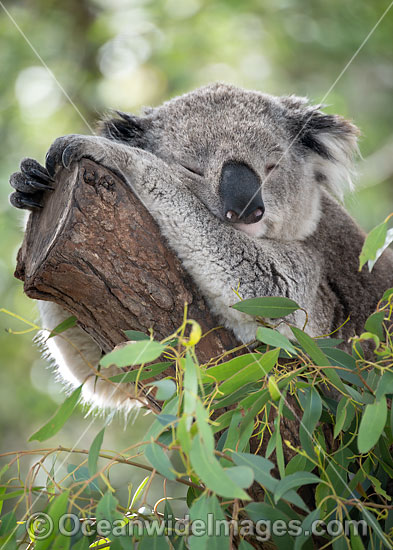 Australian Koala photo Australian Koala photo