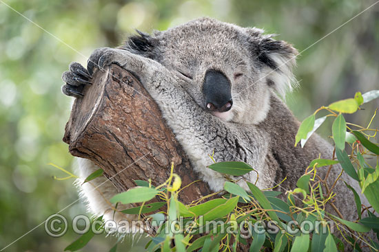 Australian Koala photo Australian Koala photo