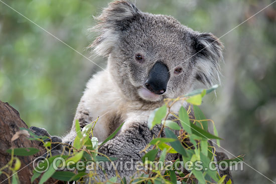 Australian Koala photo Australian Koala photo