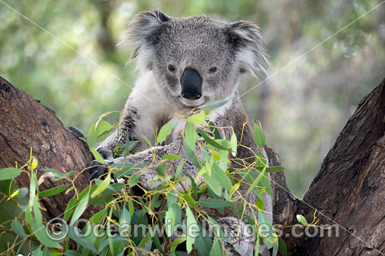 Australian Koala photo Australian Koala photo