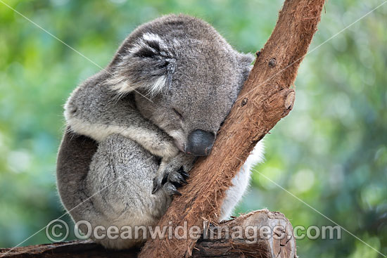 Australian Koala photo Australian Koala photo