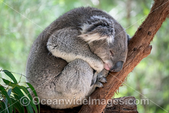Australian Koala photo Australian Koala photo