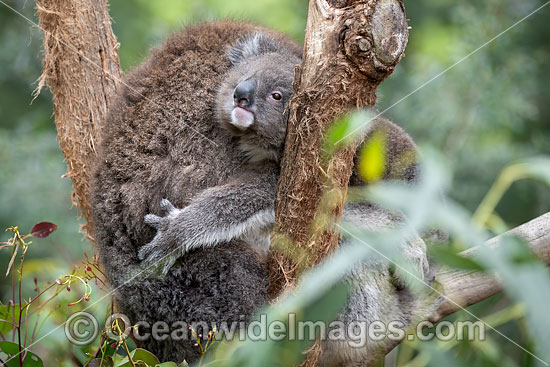 Australian Koala photo Australian Koala photo