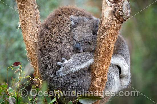 Australian Koala photo Australian Koala photo