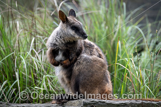 Brush-tailed Rock-wallaby photo