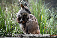 Brush-tailed Rock-wallaby Photo - Gary Bell