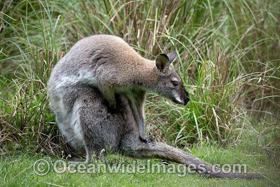 Swamp Wallaby photo Swamp Wallaby photo