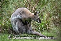 Swamp Wallaby Photo - Gary Bell