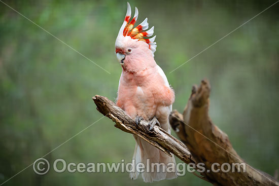 Major Mitchell's Cockatoo photo Major Mitchell's Cockatoo photo