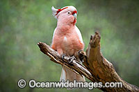 Major Mitchell's Cockatoo Photo - Gary Bell