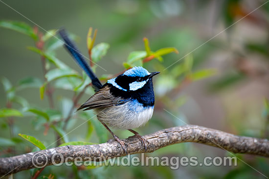 Superb Fairy-wren male photo Superb Fairy-wren male photo