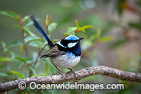 Superb Fairy-wren male Photo - Gary Bell