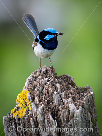 Superb Fairy-wren male photo Superb Fairy-wren male photo