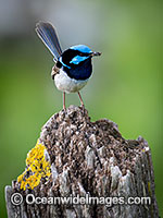 Superb Fairy-wren male Photo - Gary Bell