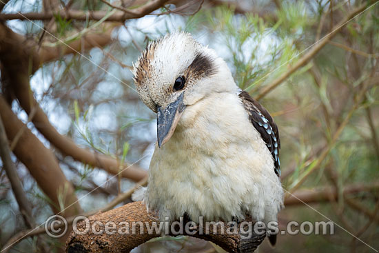 Laughing Kookaburra photo