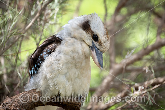 Laughing Kookaburra photo Laughing Kookaburra photo