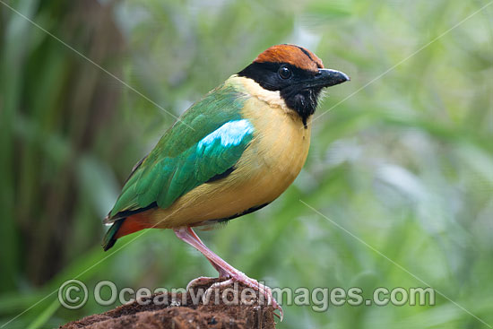 Noisy Pitta photo