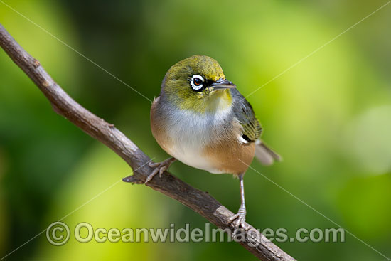 Silvereye photo Silvereye photo